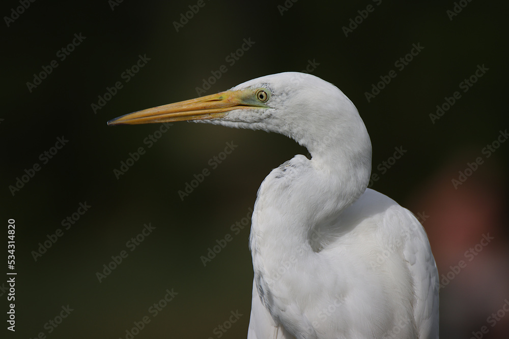 great egret bird great egret bird