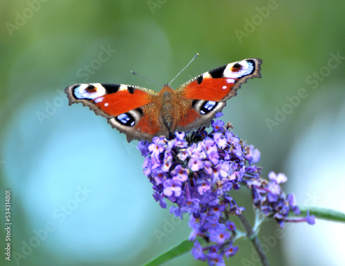 Peacock butterfly on a flower