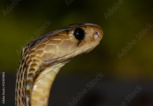 Close up of a snake with hits hood spread to scare predators as a defence mechanism; macro image photo of an Indian spectacled Cobra with its hood spread displaying aggression; naja naja from Sri photo