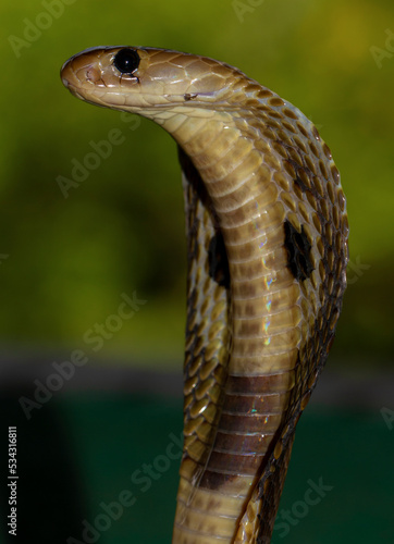 Close up of a snake with hits hood spread to scare predators as a defence mechanism; macro image photo of an Indian spectacled Cobra with its hood spread displaying aggression; naja naja from Sri