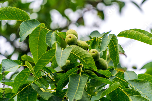 Green leafs on the tree with nuts. Young wallnuts on the tree. photo