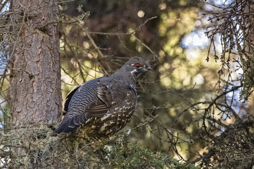Obraz premium Spruce Grouse, male, Falcipennis canadensis, wild bird in Yukon, Canada 