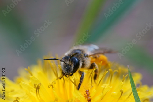 A bumblebee collects pollen from a yellow dandelion. Insects in nature.