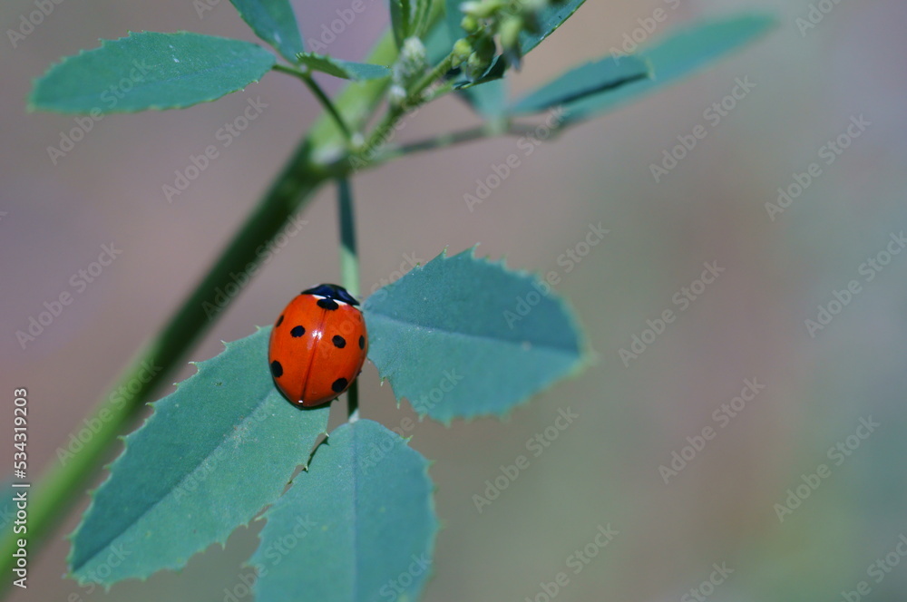 Naklejka premium Ladybug on a green leaf. Insects in nature.