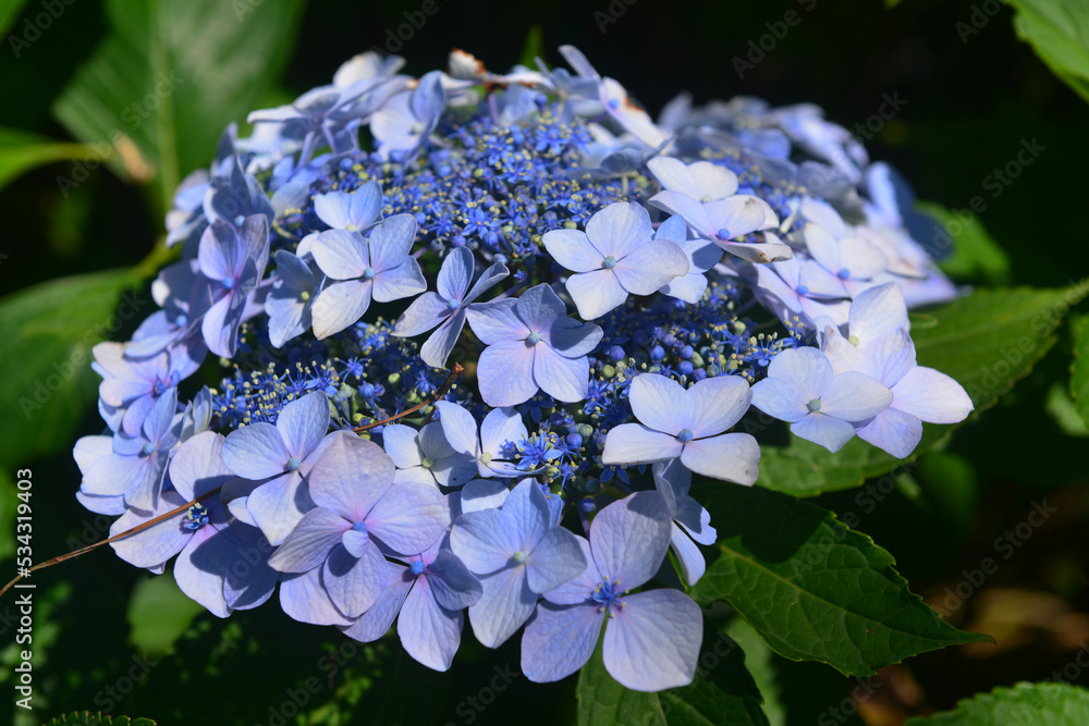 Blooming Hydrangea (hortensia) macrophylla in the park Blooming Hydrangea (hortensia) macrophylla in the park
