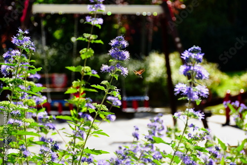 Purple color Kew Blue flower closeup. blurred playground with red swing in the distance with hummingbird hawk-moth. lush foliage. gardening and outdoors concept. summer lights. selective focus photo