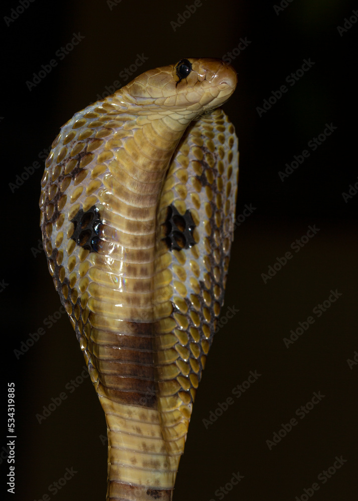 Close up of a snake with hits hood spread to scare predators as a