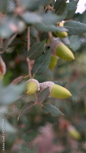 Wallpaper Mural Green acorns hanging in the brach Torontodigital.ca