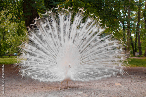 White peacock showed his beauty in the city park