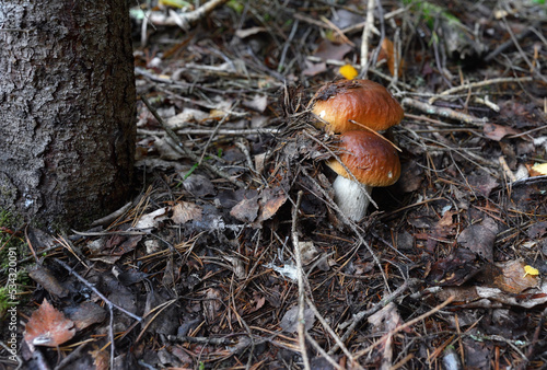 Two simatic porcini mushrooms hid under the needles. Walk in the forest for mushrooms.