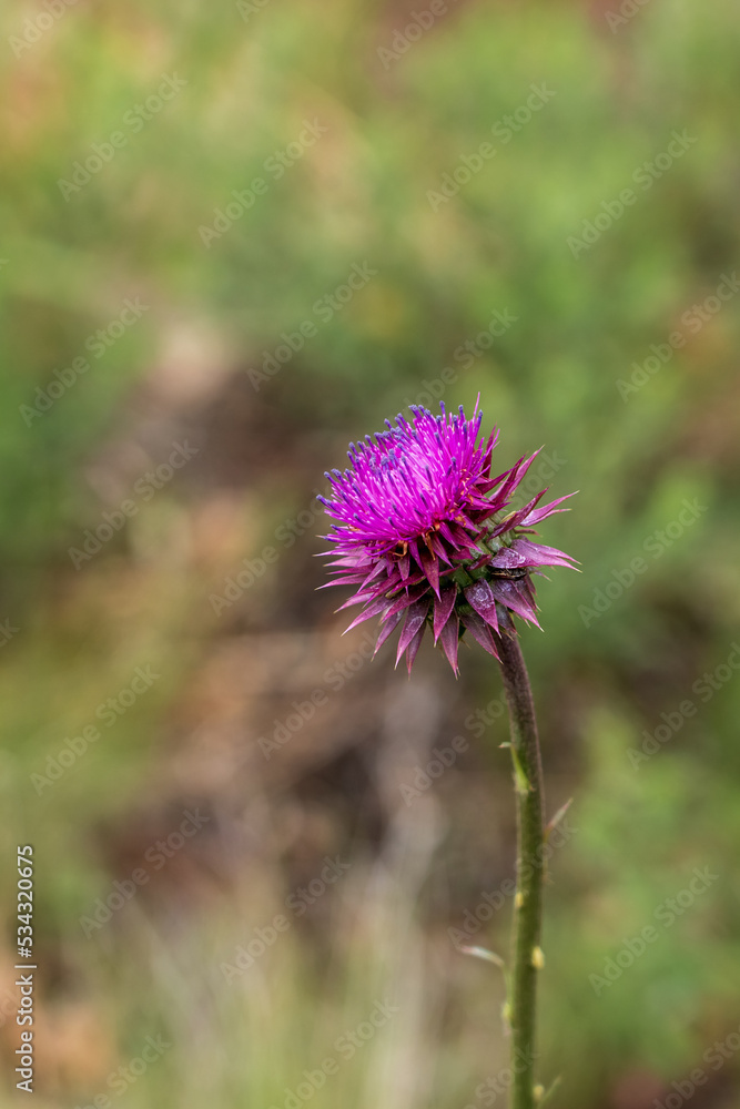 Musk thistle, Nodding Thistle, noxious, weed, Carduus nutans, Musk thistle, Nodding Thistle, noxious, weed, Carduus nutans,