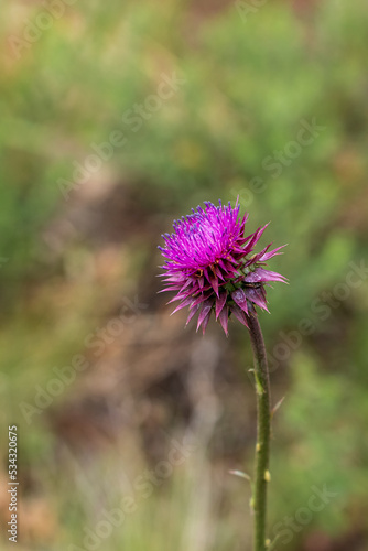 Musk thistle, Nodding Thistle, noxious, weed, Carduus nutans,