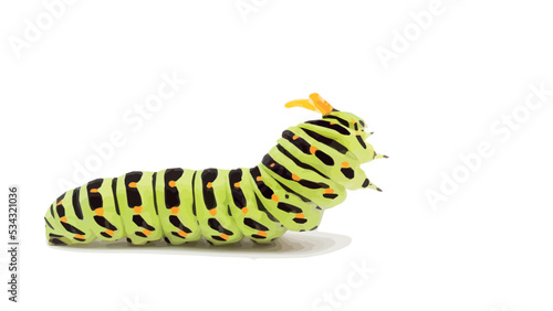 Swallowtail caterpillar white background photo