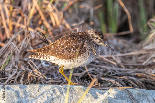 A female ruff (bird) on a summer day on the shore of the lake stands on a large stone