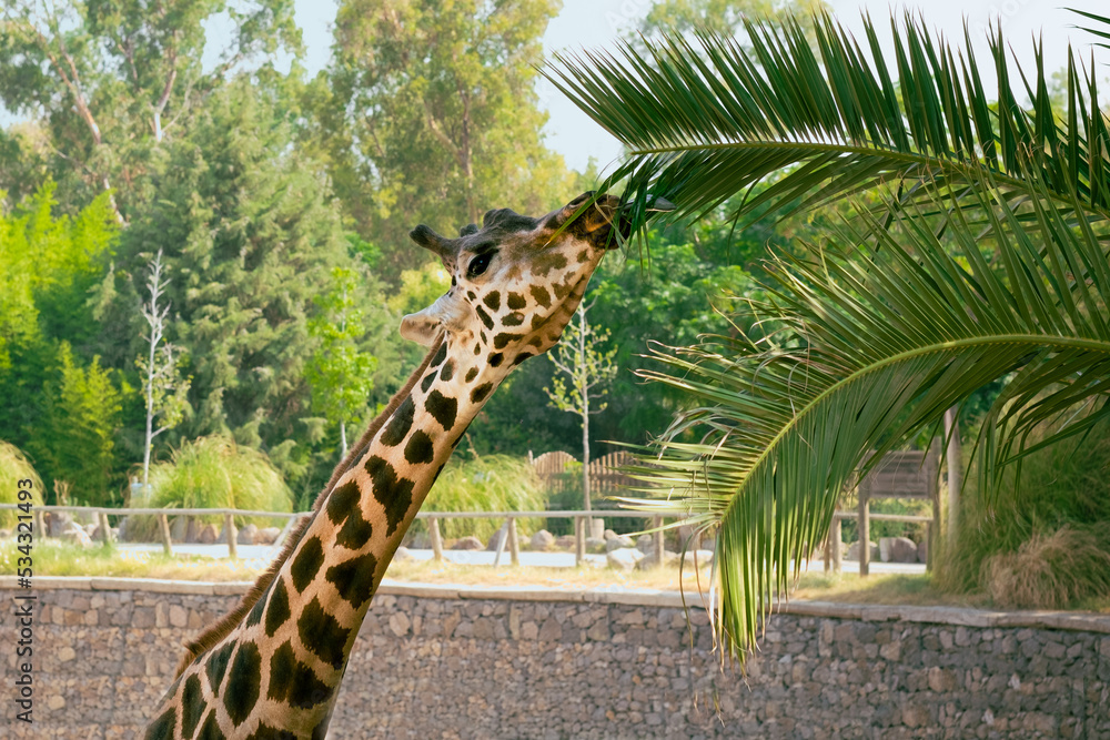 Obraz premium Giraffe eating palm leaves with tongue out and grabbing a tree branch taking the leaves off in zoo