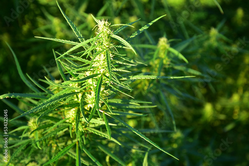 Fotografi Cannabis hemp hashish marijuana marihuana