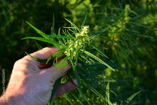 Agriculture growing cannabis marihuana hemp
