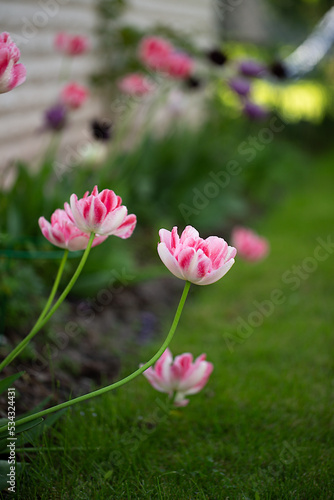 double pink peony tulip angelique close up © SvetlanaL