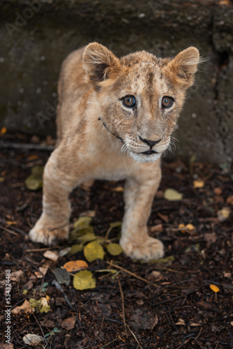 A lion cub living in a zoo. Wildlife Rescue. A lion.