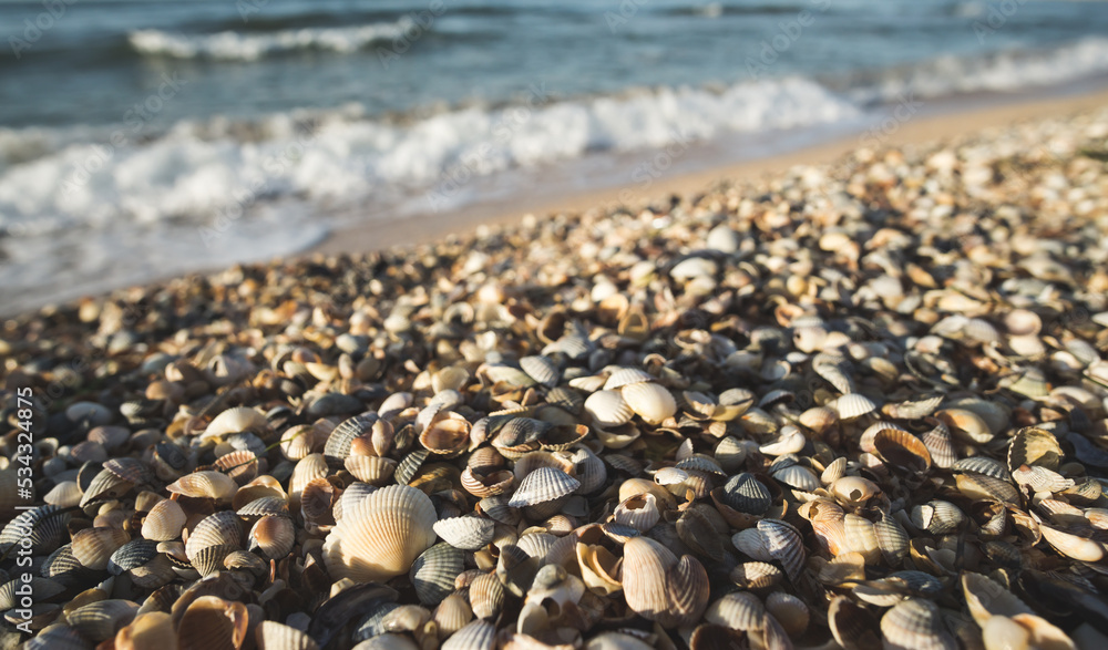 Seashells on the Black Sea coast of different sizes and colors lie randomly in the South of Ukraine with a blurred background of the sea, with warm sunset lighting Seashells on the Black Sea coast of different sizes and colors lie randomly in the South of Ukraine with a blurred background of the sea, with warm sunset lighting