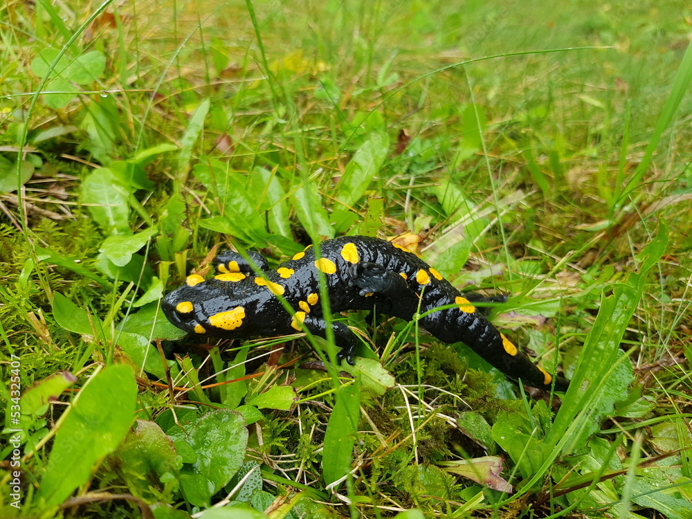 Feuersalamander