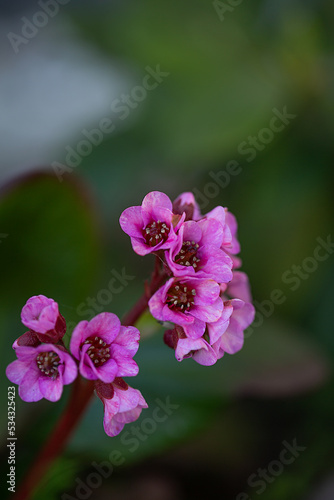 Close up of Bergenia crassifolia  badan  blooming in the spring garden