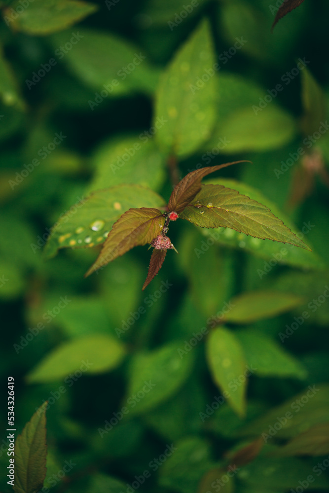 Spirea japonica after the rain in my swedish garden Spirea japonica after the rain in my swedish garden