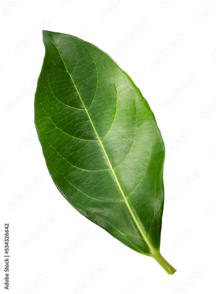 One green leaf isolated on white background. One green leaf isolated on white background.