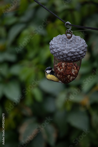 The tit eats on the feeder