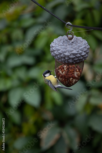 The tit eats on the feeder