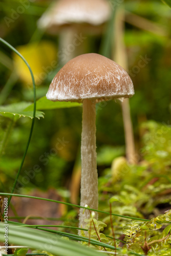 mushroom