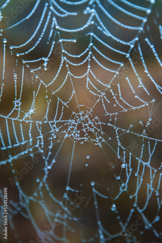 Spider web with dew drops closeup
