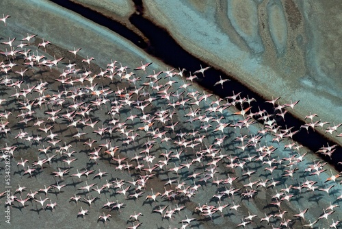 Group of Lesser flamingos flying over a soda lake in the Rift Valley, Kenya photo