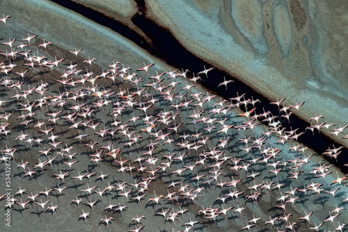 Group of Lesser flamingos flying over a soda lake in the Rift Valley, Kenya