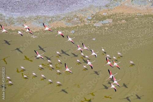 Group of Lesser flamingos flying over a soda lake in the Rift Valley, Kenya photo