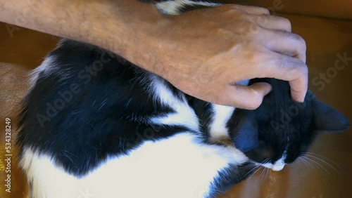 stroking the cat