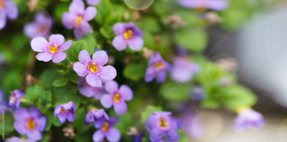 Purple bacopa monnieri flowers close up banner with copy space