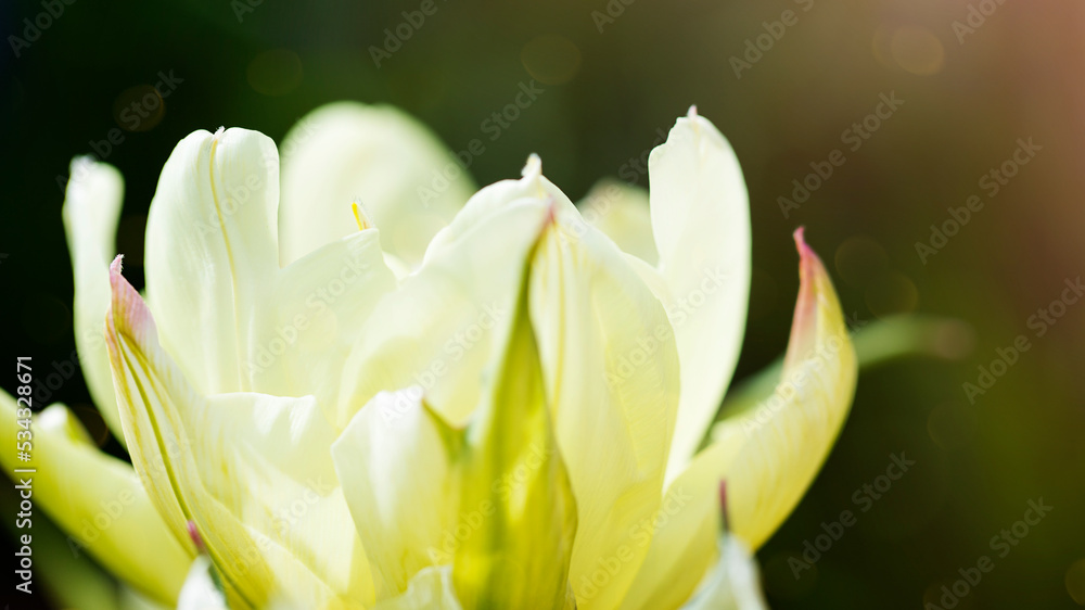 Fototapeta premium white and yellow tulip