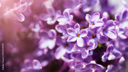 Close up of purple five petal lilac flowers with selective focus © Eugenia