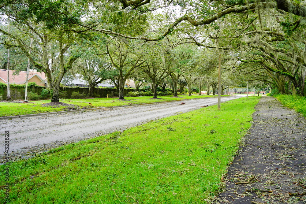 Obraz premium Fallen tree branch in the aftermath of a violent disaster hurricane 