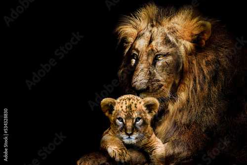 Lion adult and cub , african animals mammal wildlife , isolated