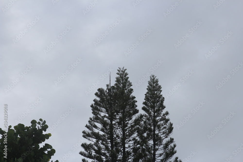 tall pine trees during a winter day tall pine trees during a winter day