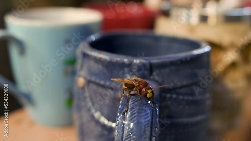 bee standing on a blue ceramic cup