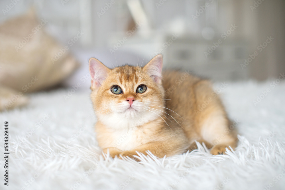 kitten kitten