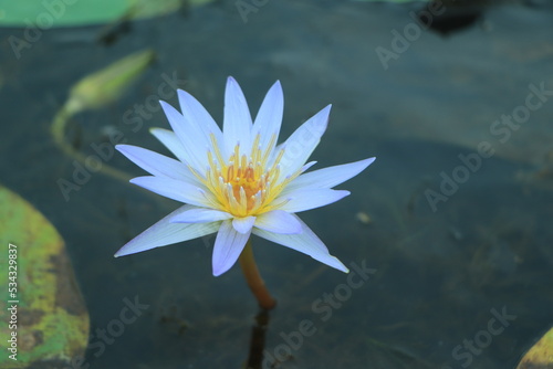 Beautiful blue lotus flower  Blue lotus blooming in the pond  Closeup blue lotus flower  Blue Lotus flower of thailand.