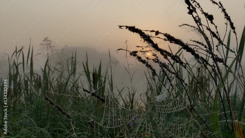 Cobweb covered with dew drops against the background of the rising sun on a foggy morning..Time laps. Cobweb covered with dew drops against the background of the rising sun on a foggy morning..Time laps.
