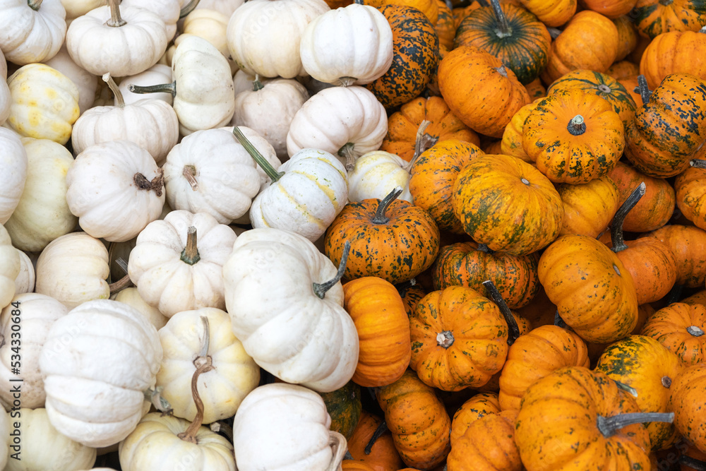 Many mini Orange and white pumpkins. Exhibition and sales Many mini Orange and white pumpkins. Exhibition and sales