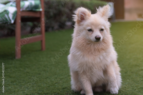 white pomeranian dog. Brown and white Pomeranian outdoors on a wooden or bush background