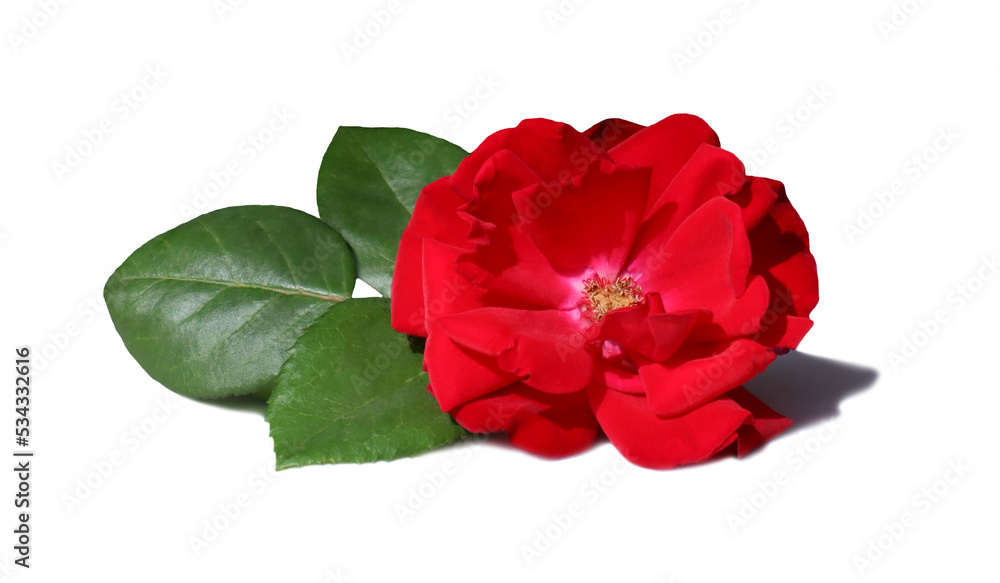 Red rose flower isolated on white background
Red rose flower isolated on white background