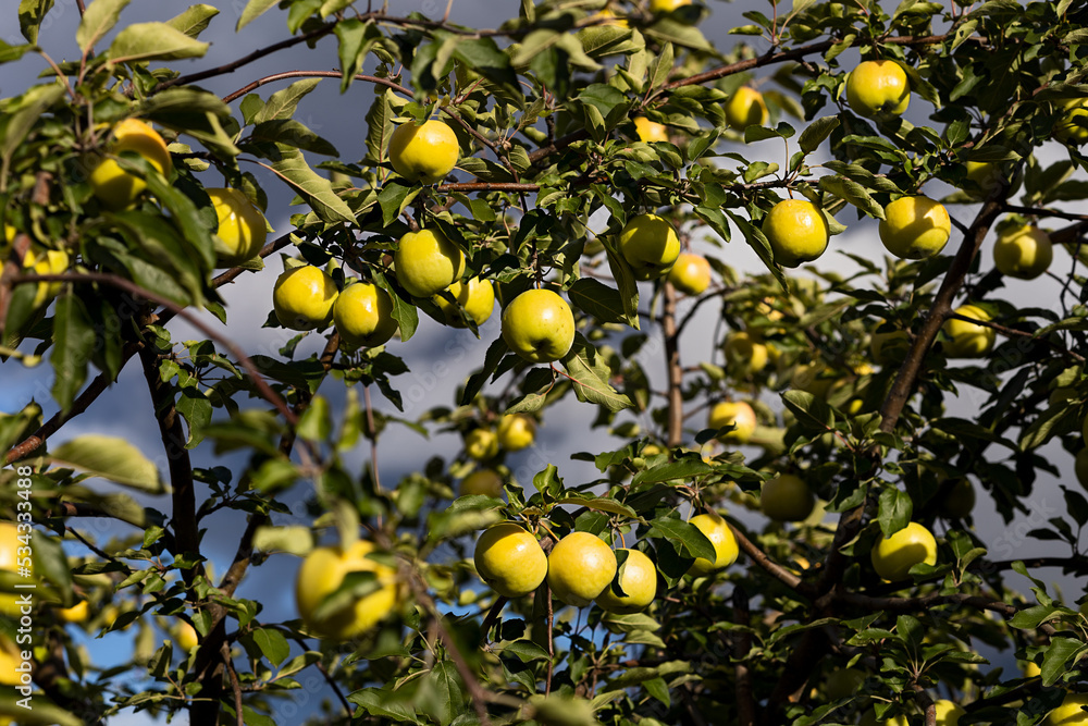 Green juicy apples hang on branches on a tree on a blue sky background Green juicy apples hang on branches on a tree on a blue sky background